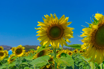 Close up of blooming sunflowers and blue sky.