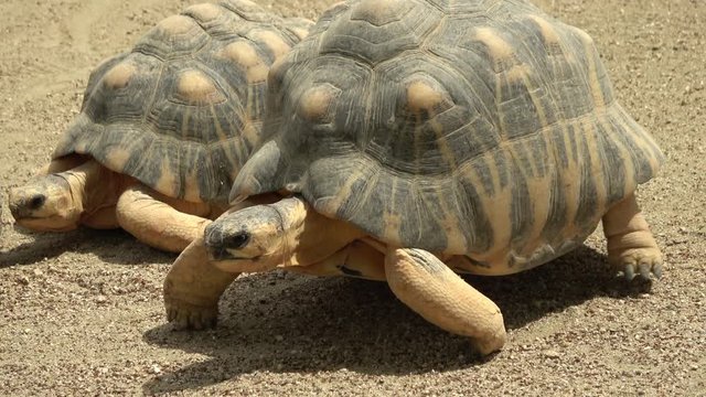 歩くホウシャガメ、カメ、マダガスカルホシガメ / The radiated tortoise, Astrochelys radiata, walking slowly, 4K