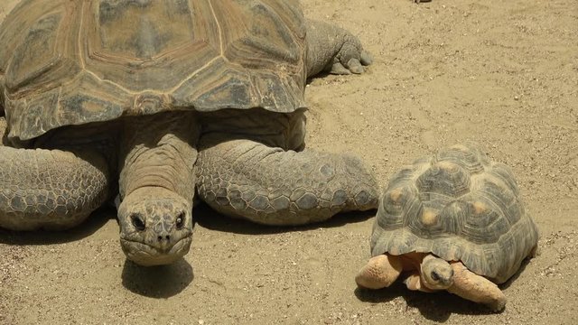 日光浴をするアルダブラゾウガメとホウシャガメ / The Aldabra giant tortoises and the Radiated tortoises sunbathing together, 4K