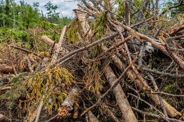 bunch dry old branches trunk spruce impassable blockage cleaning the forest bad weather