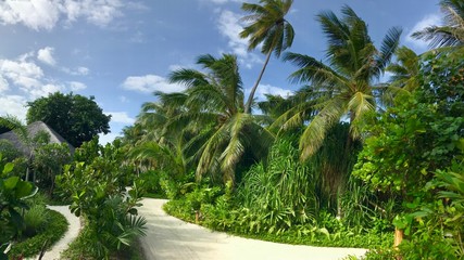 Malediven Insel Natur