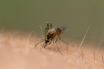 Mosquito drinks blood from a person macro