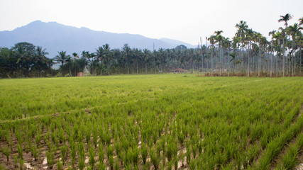 Fototapeta na wymiar green fresh paddy field in the south of india with palm trees in the background