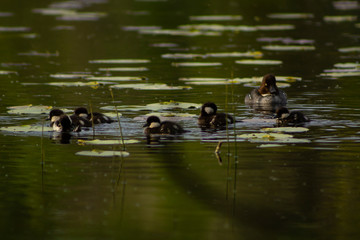 Common goldeneye female with chicks swimming in a lake