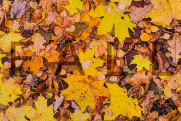background fallen leaves yellow brown inscription transparent letters FALL inscription autumn design base