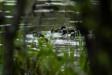 Common goldeneye chicks swimming in the water seen through shrubbery