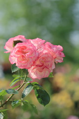 ニコルという品種の薔薇