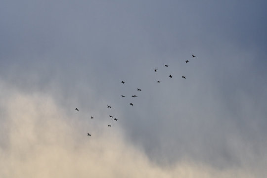 oiseaux en vol