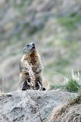 Marmotte