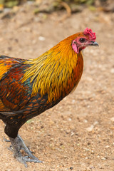 large cock short comb orange mottled emerald long feathers close-up