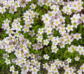 Floral background. Small white flowers Saxifrage moss in the spring garden