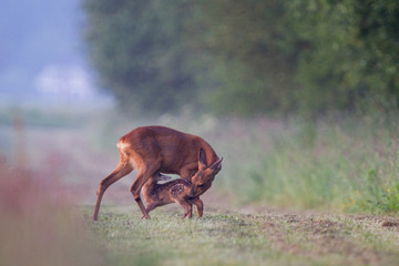 Roe deer suckling fawn