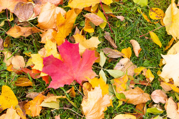 red yellow maple leaves on green grass autumnal landscape design. fallen leaves on the ground green grass