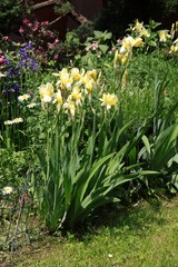 yellow irises in a garden
