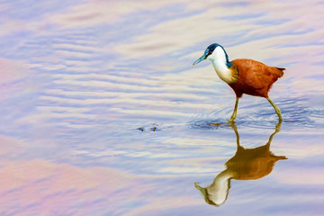 Bird hunts on the lake.