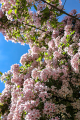 blooming cherry tree in spring in Germany