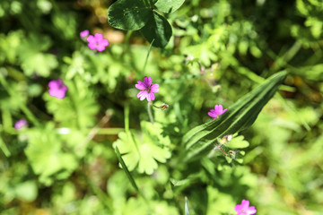 purple flowers in the garden