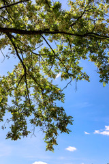 green leaves and blue sky