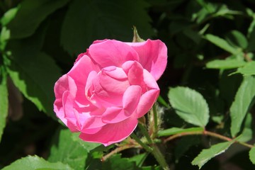 pretty pink rose close up