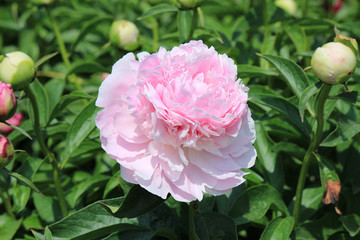 riot of spring flowering