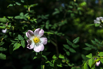 Wild white rose in the garden