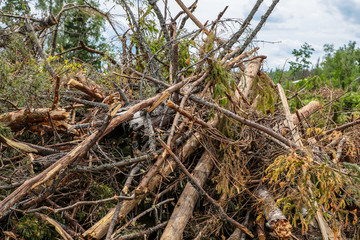 blockage old trees pine spruce chaotic pile cleaning the forest preparation for construction