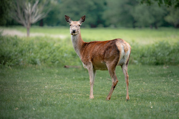 fallow deer in the forest