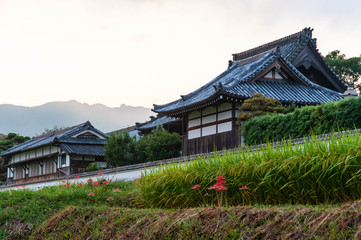 Fototapeta premium 古い日本建築とその前に咲く彼岸花