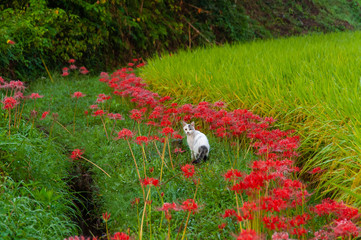 満開の彼岸花とこちらを見る猫