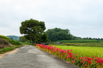 道路に沿ってまっすぐ並んで咲いている彼岸花