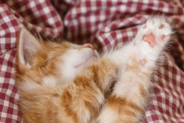 Close up portrait of ginger fluffy kitten lying on the checkered bedspread. Little handsome kitty tired after an active game. Cat is sleeping paws up. Top side view. Domestic animals concept. 