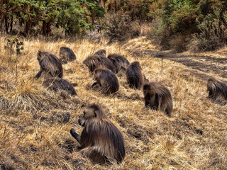 Male group Gelada, Theropithecus gelada, collects food in Siemen Mountain National Park, Ethiopia