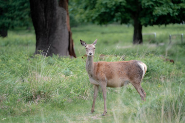 fallow deer in the forest