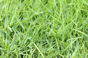 Fototapeta na wymiar Green grass texture background, copy space.