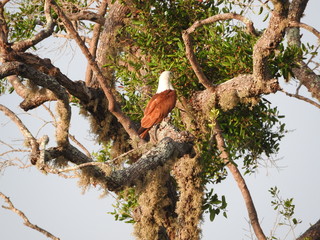 Crested Serpent eagle sitting on tree against blue sky, Yala National Park, Sri Lanka
