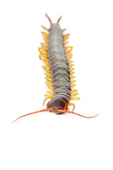 Image of centipedes or chilopoda isolated on white background. Animal. Poisonous animals.