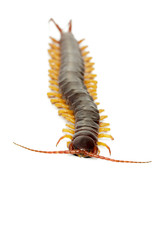 Image of centipedes or chilopoda isolated on white background. Animal. Poisonous animals.