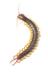 Image of centipedes or chilopoda isolated on white background. Animal. Poisonous animals.