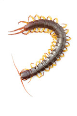 Image of centipedes or chilopoda isolated on white background. Animal. Poisonous animals.