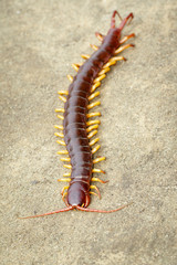 Image of centipedes or chilopoda on the ground. Animal. poisonous animals.
