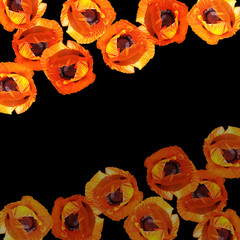 Obraz premium Beautiful floral background of orange poppies. Isolated