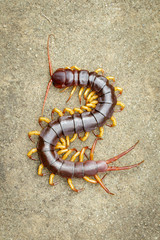 Image of centipedes or chilopoda on the ground. Animal. poisonous animals.