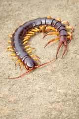 Image of centipedes or chilopoda on the ground. Animal. poisonous animals.