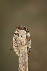 Image of cockchafer (Melolontha melolontha) on a branch on a natural background. Insect. Animals.