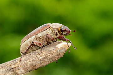 Image of cockchafer (Melolontha melolontha) on a branch on a natural background. Insect. Animals.
