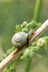 snail on a green leaf in the forest