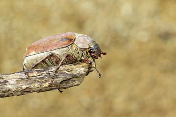 Image of cockchafer (Melolontha melolontha) on a branch on a natural background. Insect. Animals.