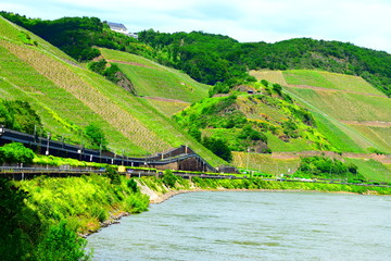 Mittelrheintal mit Terassenweinbau
