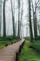 Wooden walkway that leads to Pine trees in the forest with fog in Alishan National Forest Recreation Area in Chiayi County, Alishan Township, Taiwan.