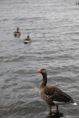 duck